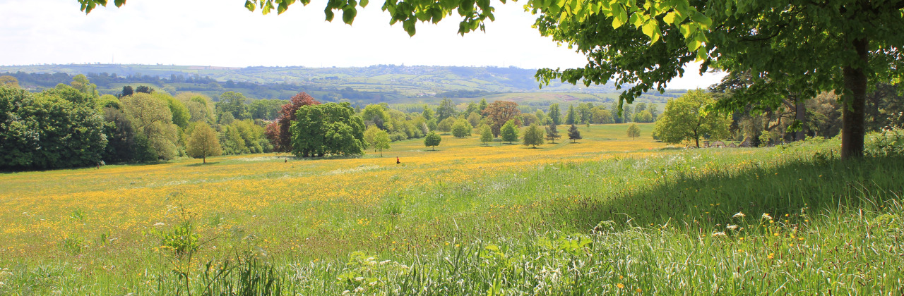 A green field with trees