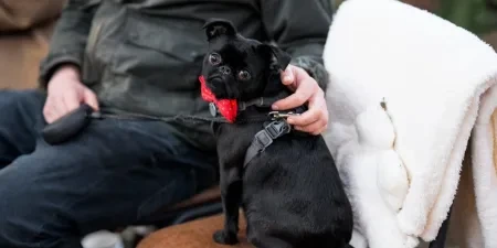 A small black dog sat on a chair