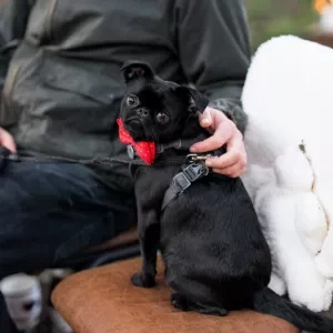 A small black dog sat on a chair
