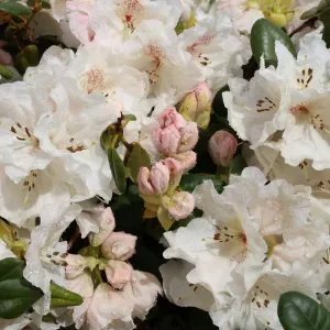 White rhododendrons