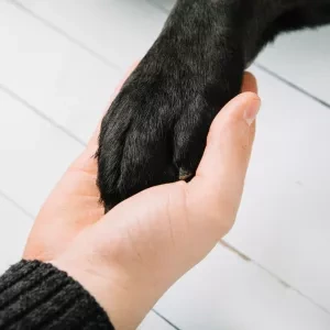 A human hand shaking a dog paw