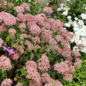 Pink and white flowers in a garden of eden