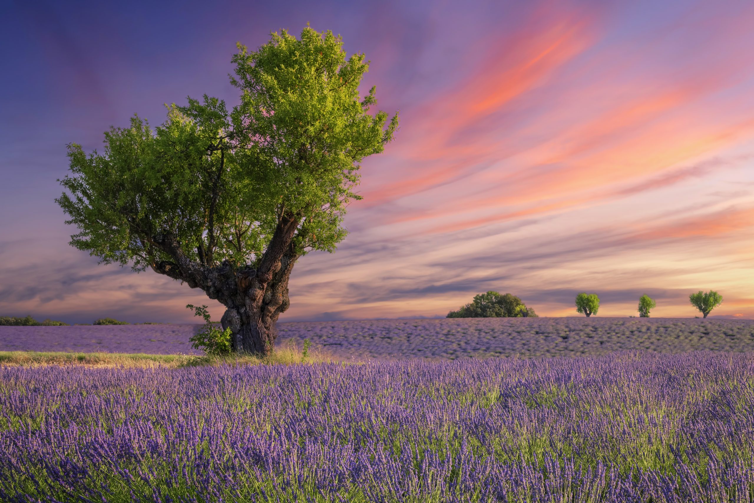 A tree in a field of purple lavender during a sunset