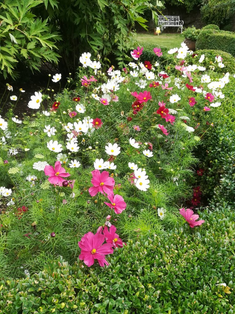 Some pink and white flowers adorning the beds of a beautiful garden.