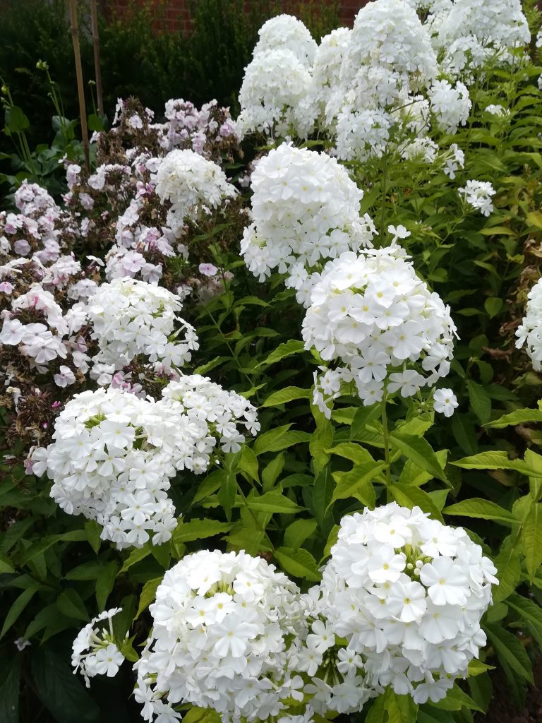 Some white flowers in a memorial garden.
